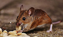 24 Hour & Emergency Exterminators in Crab Orchard, WV